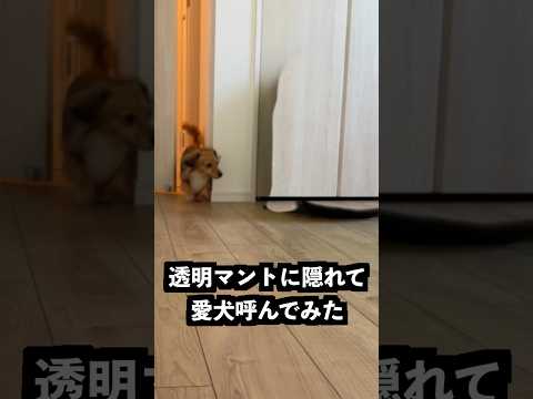透明マントに隠れて愛犬呼んでみた！ thumbnail