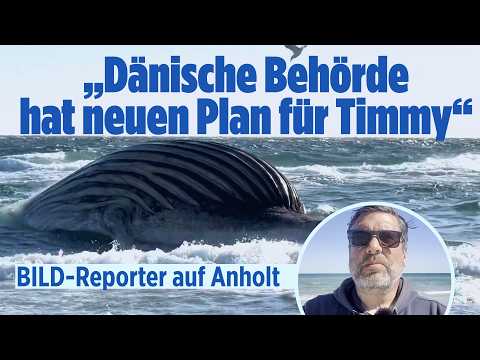 Wal Timmy: Plötzlich fahren Helfer mit schwerem Gerät auf den Strand thumbnail