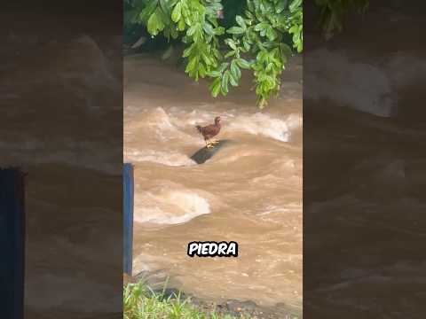 Esta GALLINA estaba ATRAPADA en el MEDIO del RÍO hasta QUE OCURRIÓ algo que NADIE se ESPERABA thumbnail