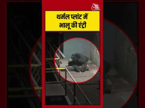 Viral Video: Kota के थर्मल प्लांट में हुई भालू की एंट्री #shorts #kota #thermalplant #viral thumbnail