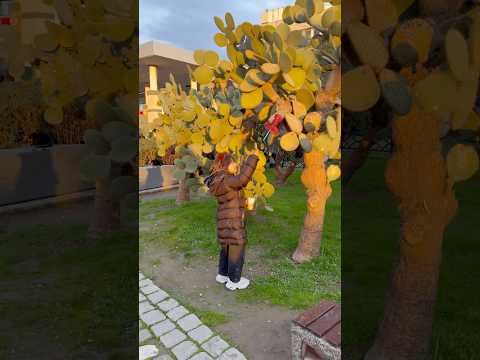O ağaca dokunma dikenleri var kaktüs 🌵 ❗️ #aboneolmayiunutmayin #keşfetbeniöneçıkar #funny #shorts thumbnail