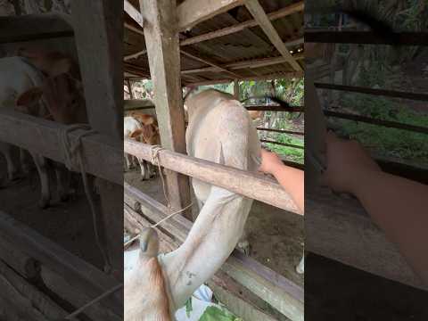 PEMBERIAN ANTIBIOTIK INDUKAN SAPI BERTANDUK BULAN thumbnail