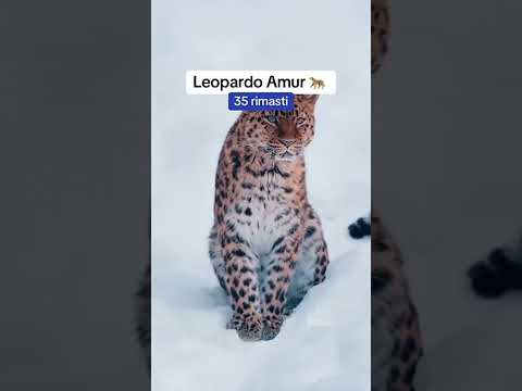 Animali che i tuoi figli non vedranno🥺 thumbnail
