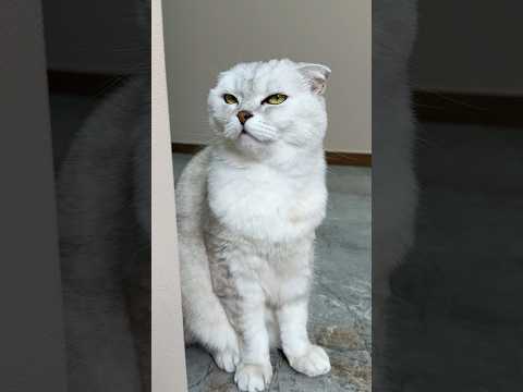Sonya…🙄 #cat #cats #pets thumbnail