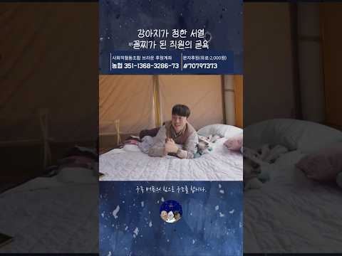 강아지가 정한 서열 꼴찌가 된 직원의 굴욕 thumbnail