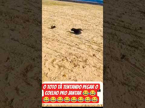 totó brincando de caça ao coelho.#caminhão #caminhoneiro #animais thumbnail