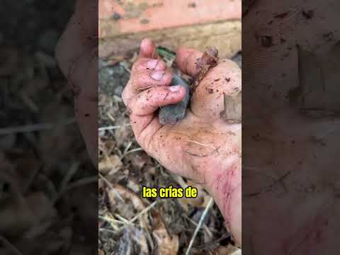 La Cría Lo Siguió 🥹 thumbnail