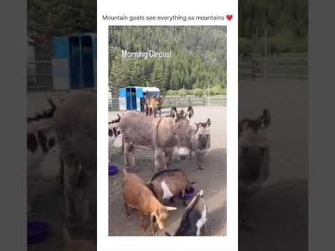 Goat and pony show ❤️😂 thumbnail