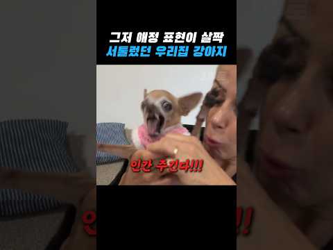 진정한 치와와는 절대 참지 않아 thumbnail