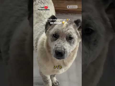 Самая Честная Собака 😅 thumbnail