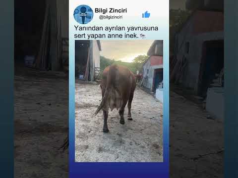 Yanından Ayrılan Yavrusuna Sert Yapan Anne İnek🐄🥰 thumbnail