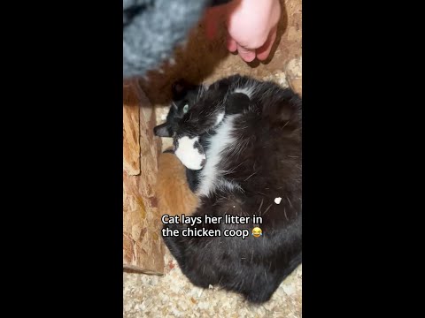 Cat lays her litter in the chicken coop thumbnail