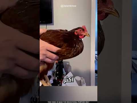 ما سر رأس الدجاجة thumbnail