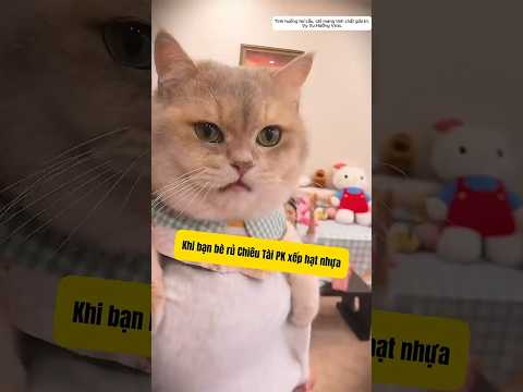 Xếp hạt nhựa 🧩 Thử thách cực lầy của Chiêu Tài 😂 thumbnail
