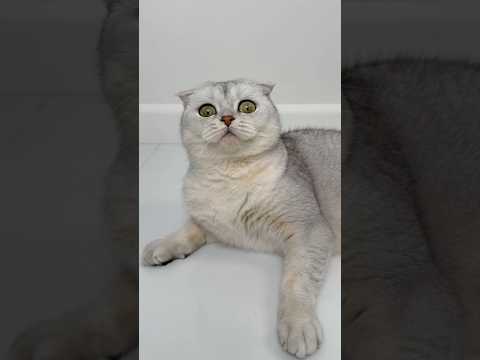 🪄 #cat thumbnail