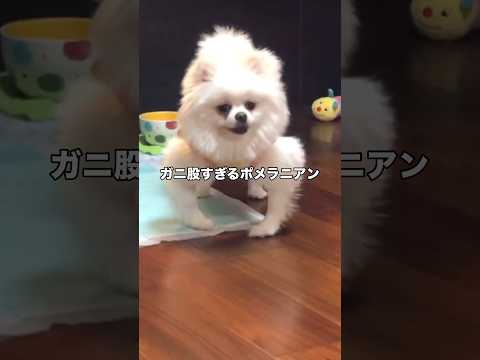 用を足した後のポメラニアンを見てみたらガニ股すぎた #ポメラニアン #白ポメ #小型犬 #shorts thumbnail