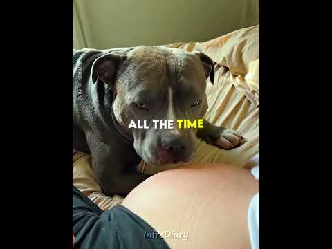 This Dog Became Her Big Brother ?❤️ #shorts thumbnail