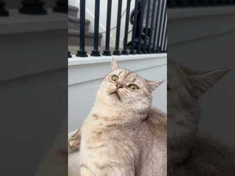“just a cat” 😑 #cats #catsofyoutube #catlovers thumbnail
