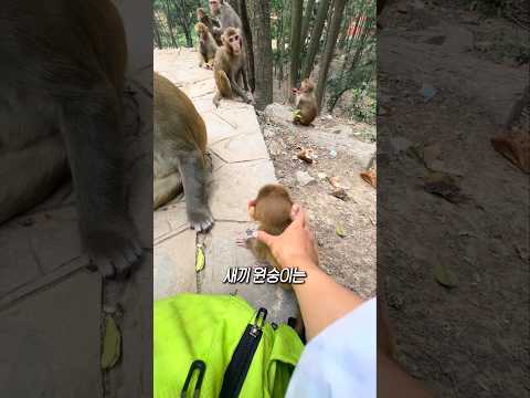 원숭이와 바나나의 상관관계 thumbnail