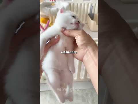 DON’T Buy a Cat Before Watching This 😳🐱 Biggest Pet Scam Exposed thumbnail