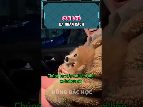 con chó bị đa nhân cách 😂 thumbnail