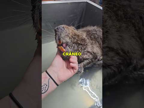 Si el castor deja de roer madera sus propios dientes le perforan el cráneo 🦫 #animales #curiosidad thumbnail