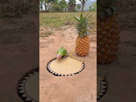 Technique Creative Parrot Trap #shorts thumbnail