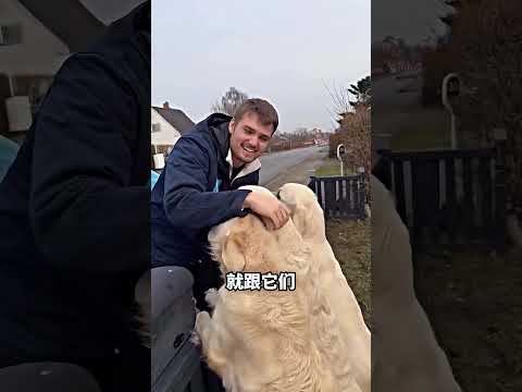 每周末等冰淇淋车的三只狗，尾巴摇疯了? thumbnail