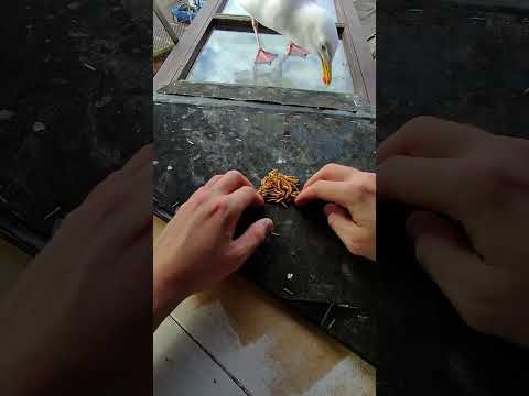 My Pet Seagull Shares Food With His New Lover! thumbnail