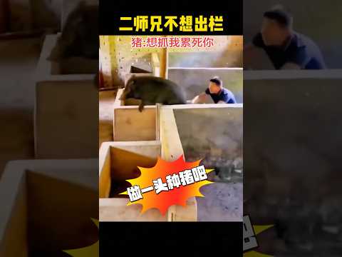 二师兄不想出栏，最后安排了最好的活。 #熱門 #搞笑 #感人壹幕 #funny #影視解説 #大熱門 #精彩影视 #寵物友善日常 #automobile #影视聚焦 thumbnail