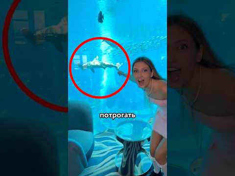 😳 СМОГУ ЛИ ПОТРОГАТЬ АКУЛУ? thumbnail