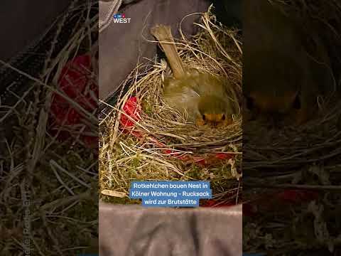 Rotkehlchen brüten in Rucksack in Wohnungsflur | RTL WEST thumbnail