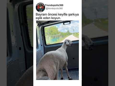 Kurban Bayramı Öncesi Şarkıya Eşlik Eden Koyun🐑 thumbnail