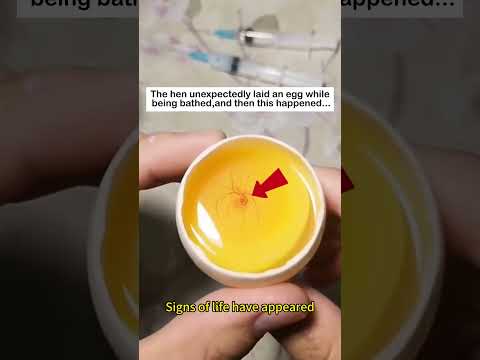 Unexpected Egg Laying #lovestory #animals #cute #rescueefforts #pets #rescue #chicks #eggs #love thumbnail