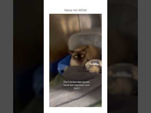 That cat is hired to be my squeaky door guy thumbnail