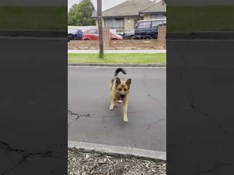 Cão Te Ataca, O Que Fazer? #cães #cachorro #shortsfeed #shorts #shortsvideo #dog #pet #adestramento thumbnail
