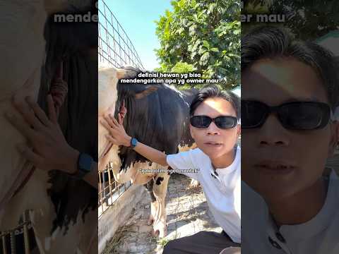 MENYENTUH HATI❗️DETIK DETIK PERPISAHAN ADAM DENGAN SAPI QURBANYA🥹 thumbnail