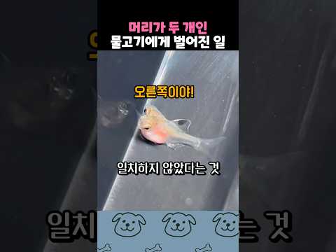 머리가 두개인 물고기가 살아남는 방법 thumbnail