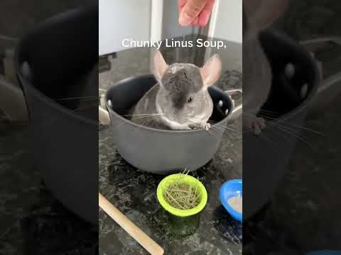 What I wouldn’t give for some chunky Linus soup 🍲 #chinchilla #Linus #pets #soup thumbnail