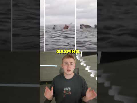 What It’s Like Inside a Whale’s Mouth thumbnail
