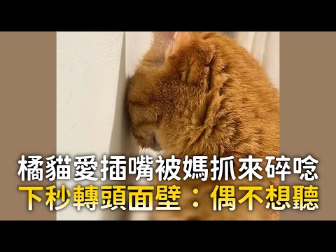 橘貓愛插嘴被媽抓來碎唸　下秒轉頭面壁：偶不想聽｜#寵物雲 thumbnail