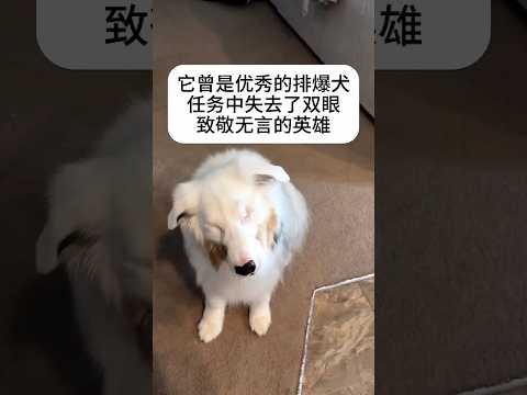 ?? 无声的英雄，用一生守护安全 ?? A Silent Hero Who Spent Its Life Protecting Safety thumbnail