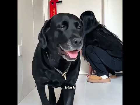 The Dog's Short-Lived Happiness #pets #cute #funny #shorts thumbnail