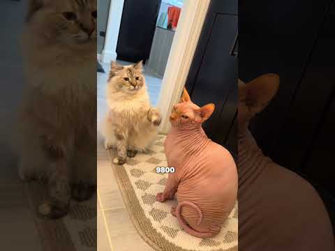 Die 5 Teuersten Katzen der Welt 🤯 #shorts thumbnail