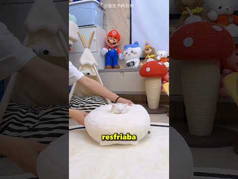 Este Pequeño Gatito Se Va De Vacaciones De Verano ?❤️ thumbnail