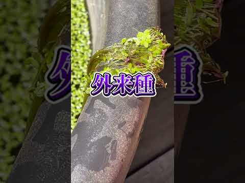 増えた子たちを全て◯ろします！！！！！！！！ thumbnail