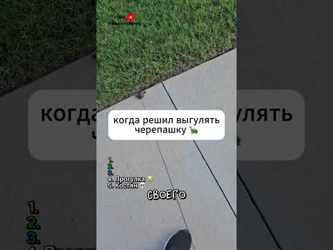 ТОП 5 смешных видео с черепахами 🐢 thumbnail