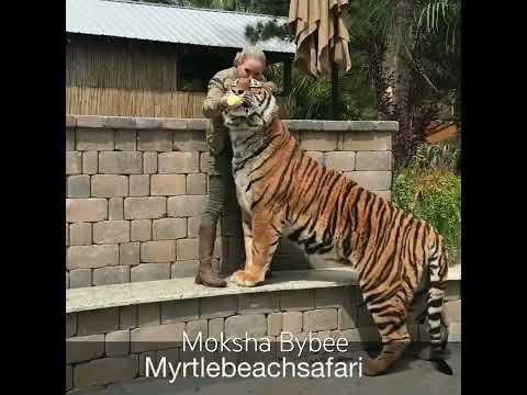I’m 5’6… standing on a bench… and this #tiger STILL makes me look #small. The #power of #love thumbnail