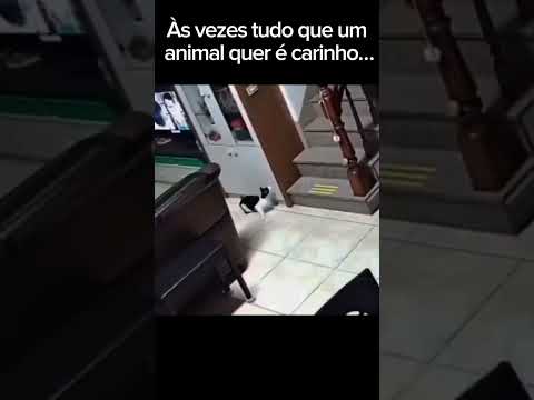 O jeito que ele olha tentando aprender dá até tristeza… #Gato #Triste #Emocionante #Cats #SadStory thumbnail