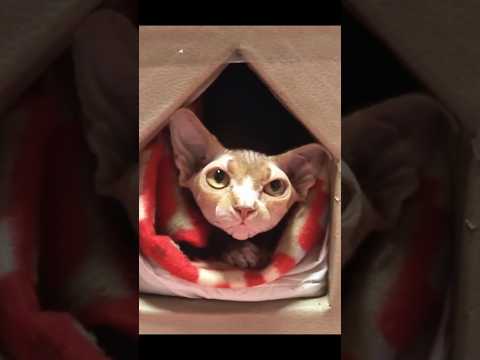 다시 착해진 고양이❣️ thumbnail
